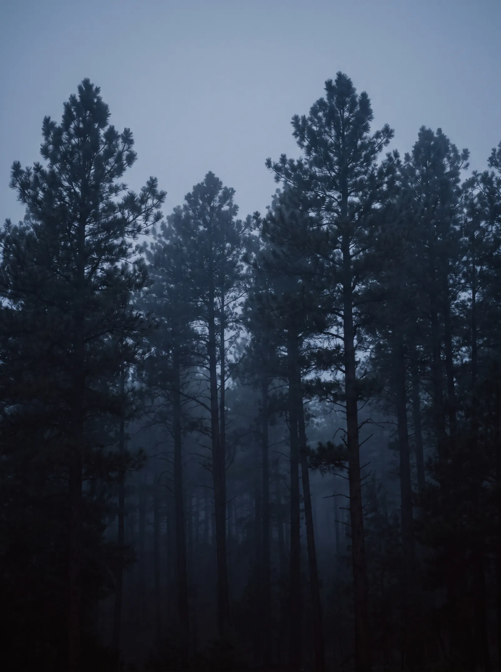 A stand of tall dark ponderosa pines in the Pikes Peak foothills, thin mist weaving between the trunks at cold blue-hour dusk.